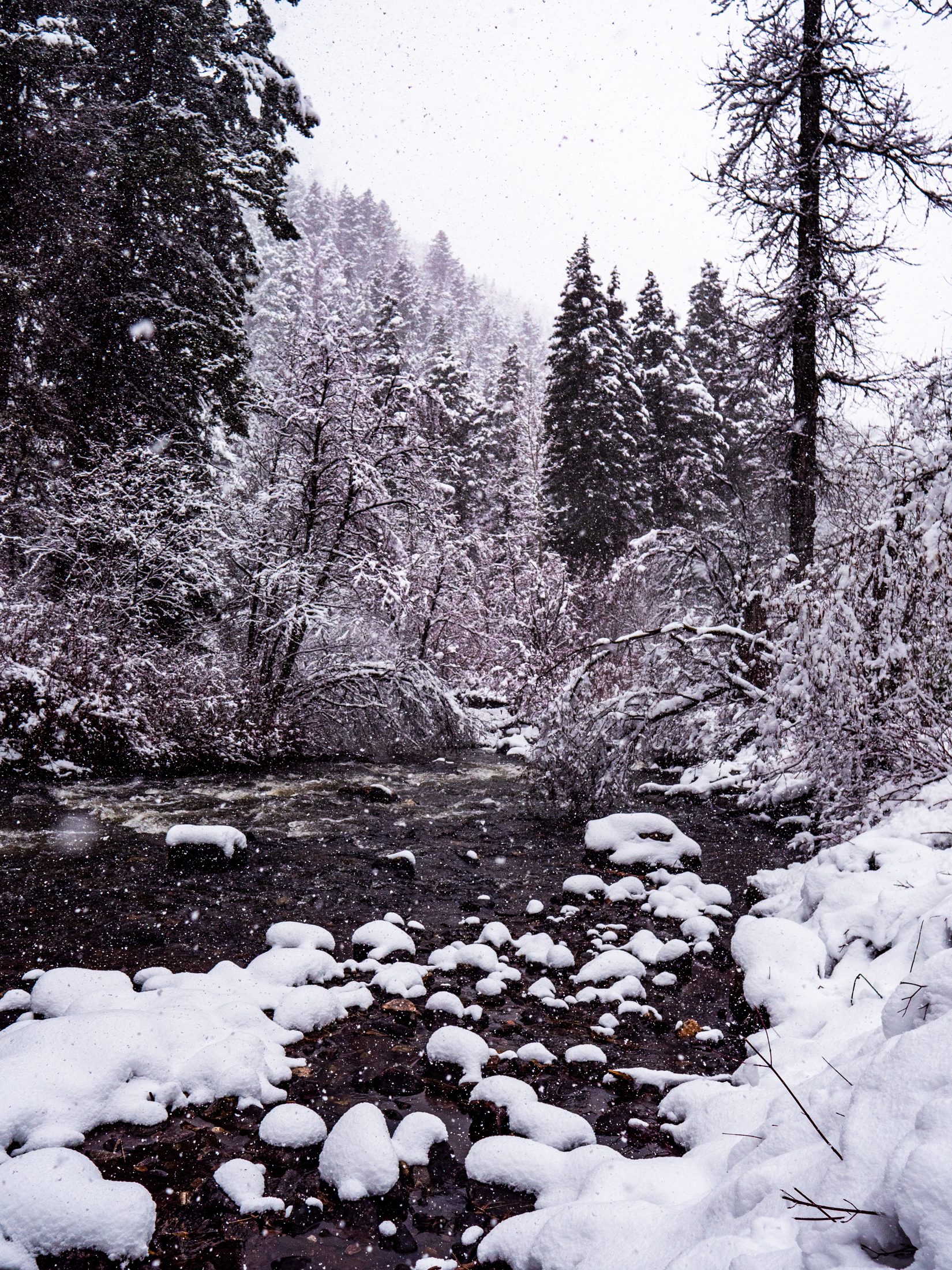 Snow-covered creek in the forest